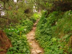 2013-08-18_Regina-F-Rau_Schachen_Alpengarten (620).JPG